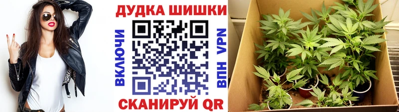 купить наркотик  Белгород  Канабис SATIVA & INDICA 